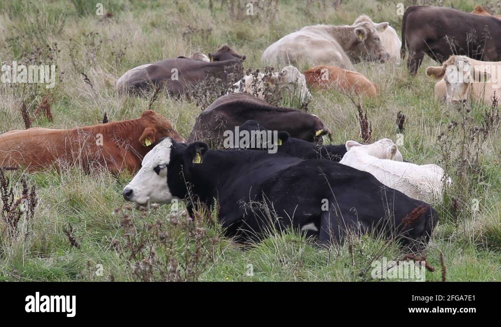Ruminant wildlife Stock Videos & Footage - HD and 4K Video Clips - Alamy