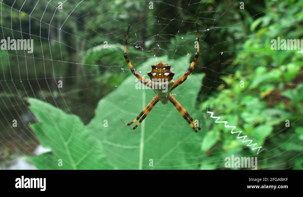 Amazon rainforest spider Stock Videos & Footage - HD and 4K Video Clips