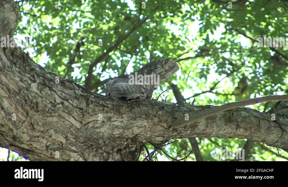 Giant papuan frogmouth Stock Videos & Footage - HD and 4K Video Clips ...