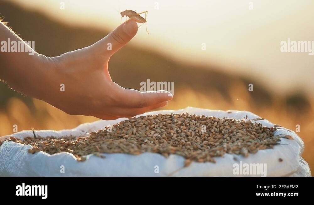 Agricultural insect Stock Videos & Footage - HD and 4K Video Clips - Alamy