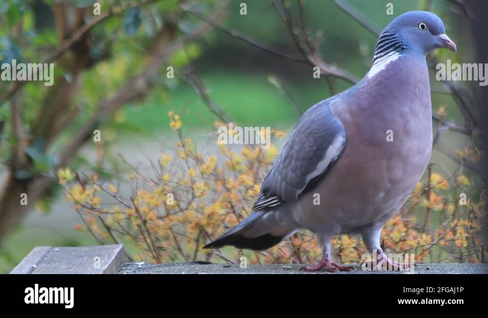 Portrait of single pigeon Stock Videos & Footage - HD and 4K Video ...