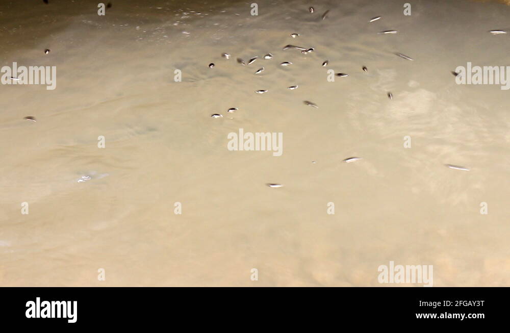 Water surface tension penny Stock Videos & Footage HD and 4K Video