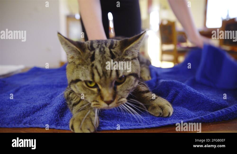Cat towel wrap to protect against scratching 4K Stock Video Footage Alamy