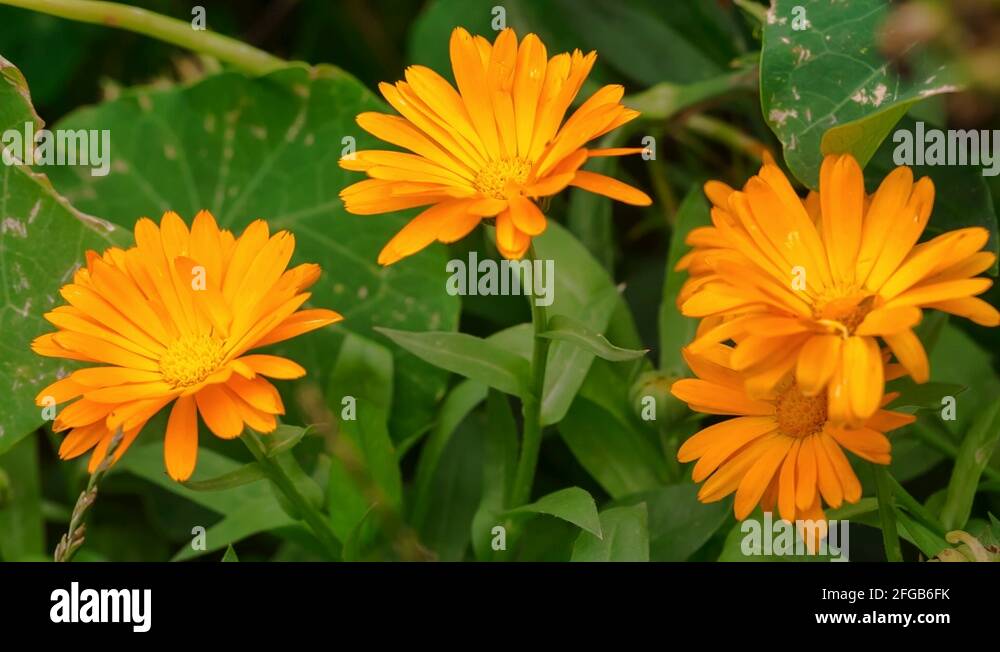 Marigolds flowers Stock Videos & Footage HD and 4K Video Clips Alamy