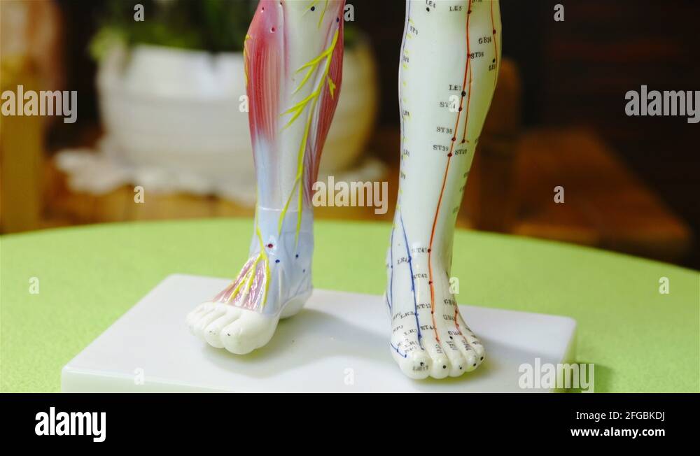 Acupuncture meridians Stock Videos & Footage HD and 4K Video Clips