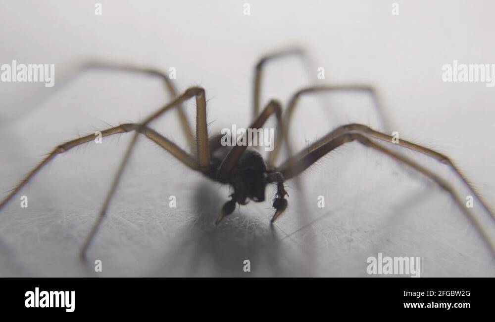 Drain spider Stock Videos & Footage HD and 4K Video Clips Alamy