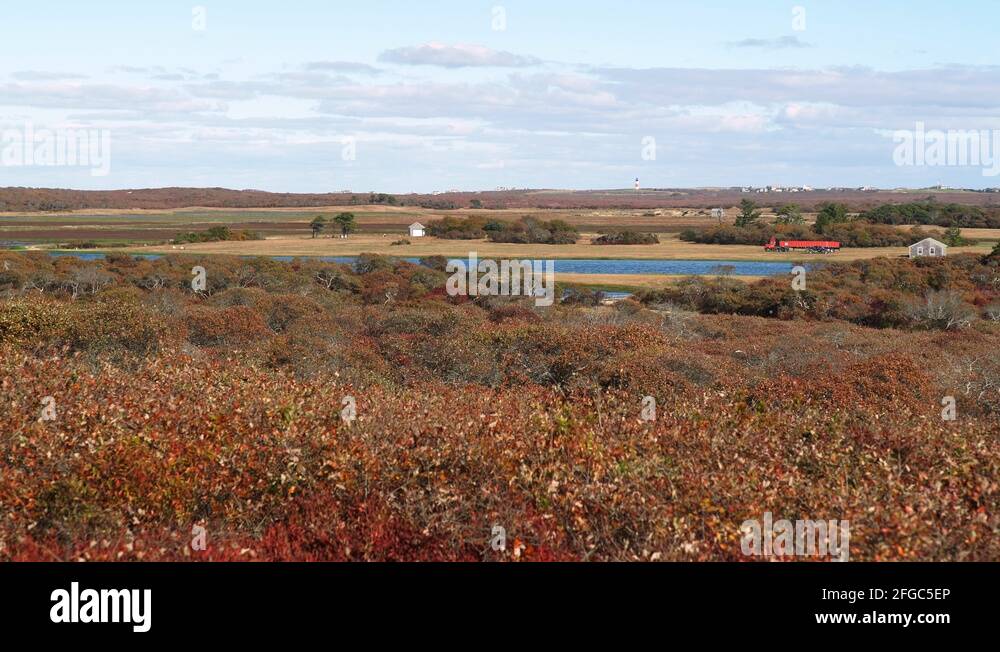 Nantucket island cranberry Stock Videos & Footage HD and 4K Video