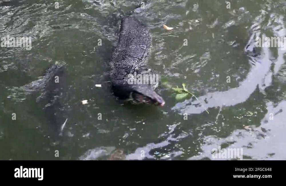 KO SAMUI, THAILAND Dangerous Komodo dragons swimming in water