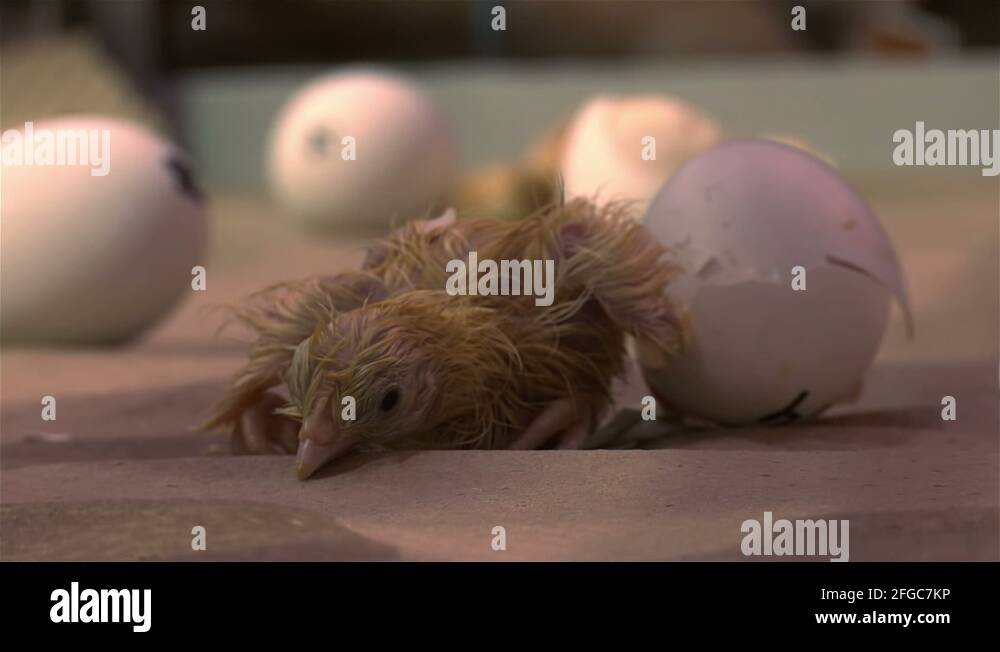 Chicken Incubator Stock Videos Footage Hd And 4k Video Clips Alamy