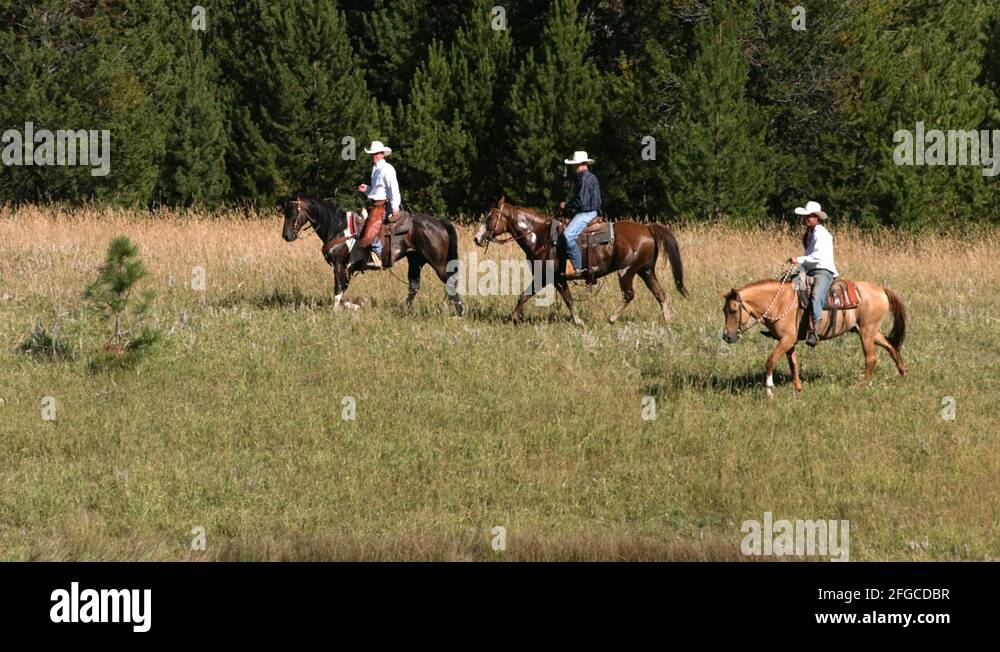 Three horses trotting Stock Videos & Footage - HD and 4K Video Clips ...