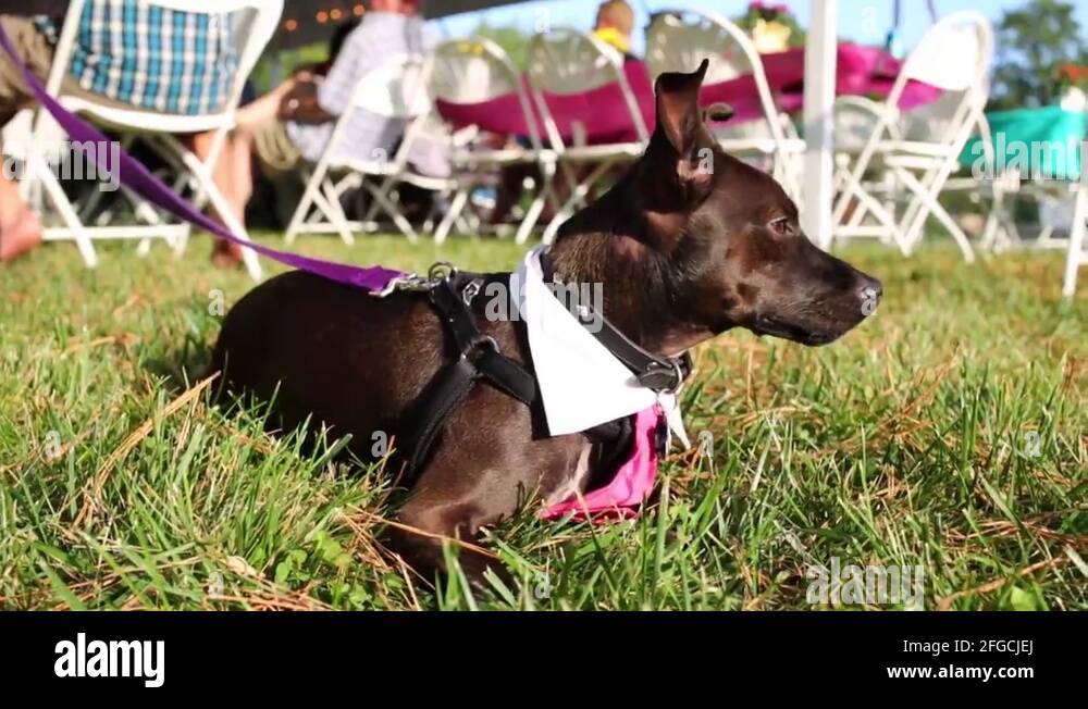 Man wearing dog collar Stock Videos & Footage HD and 4K Video Clips