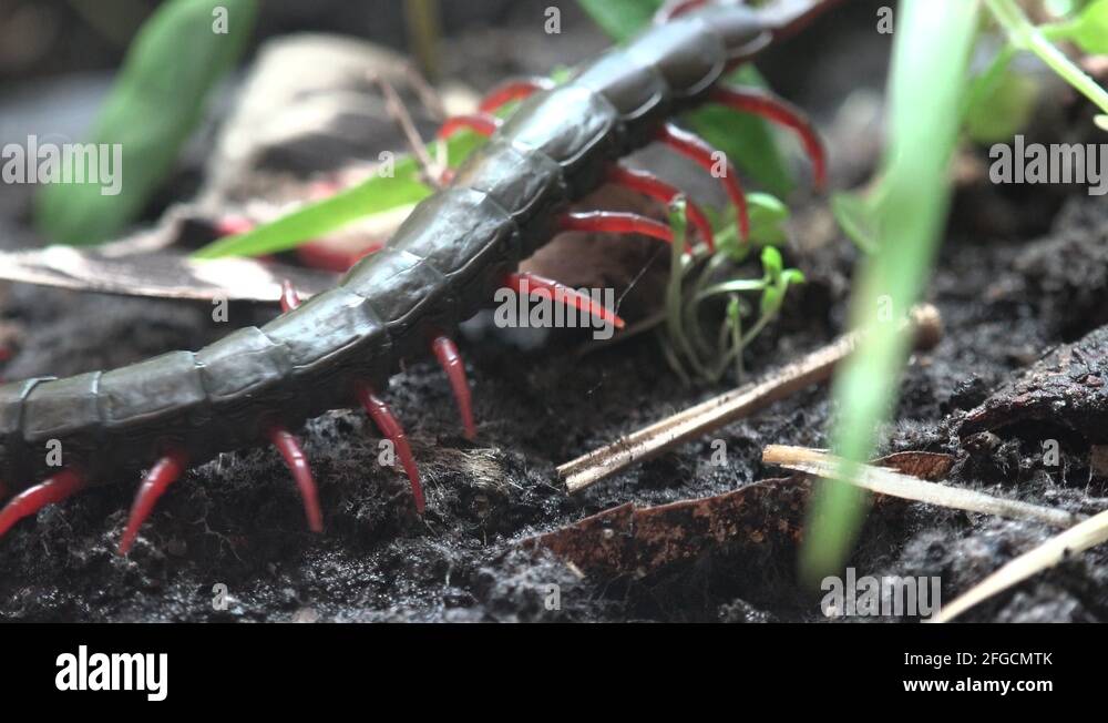 Black Scolopendra, Centipede insect macro red legs and hard shell Stock ...