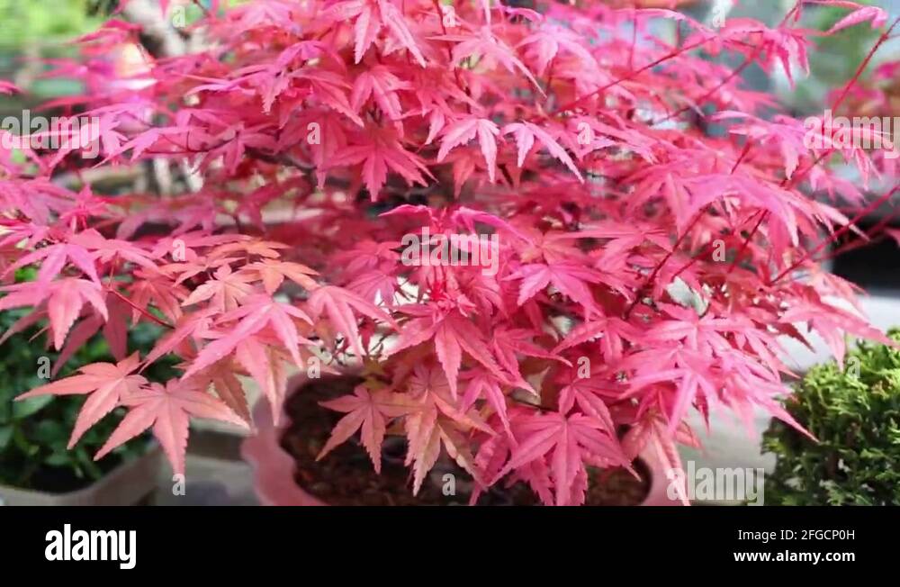 Chinese red maple tree Stock Videos & Footage - HD and 4K Video Clips ...