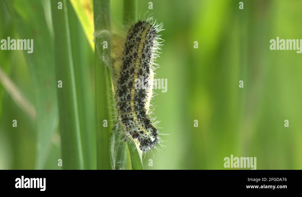 Black hairy caterpillar crawling with white spots on green grass in a ...