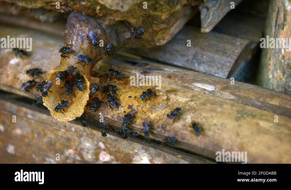 Bees building hive Stock Videos & Footage HD and 4K Video Clips Alamy