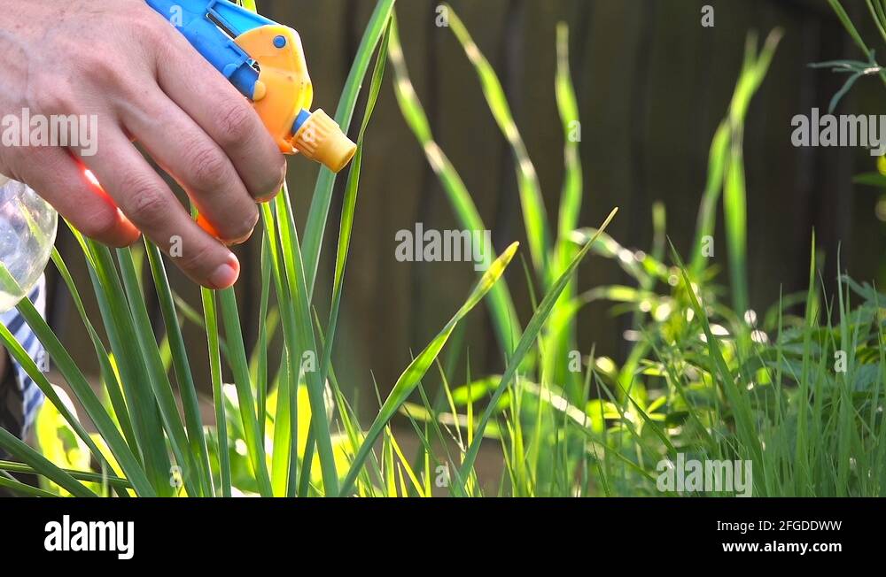 Hand sprayer Stock Videos & Footage HD and 4K Video Clips Alamy