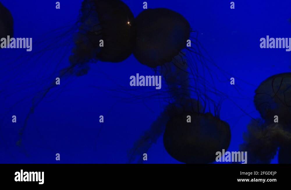 Aquarium jellyfish person Stock Videos & Footage HD and 4K Video
