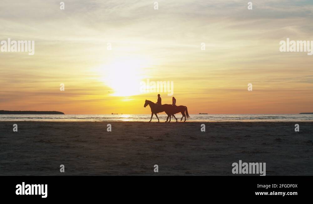 Horses in silhouette on beach Stock Videos & Footage - HD and 4K Video ...