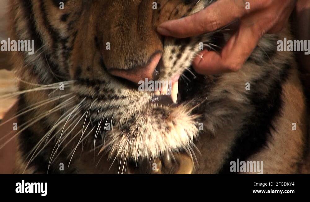 Tiger showing teeth Stock Videos & Footage - HD and 4K Video Clips - Alamy