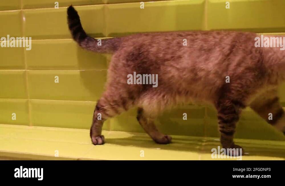 Cat paw touching hand Stock Videos & Footage HD and 4K Video Clips