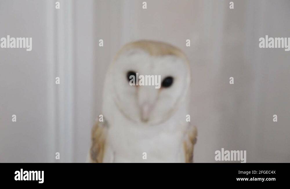 Owl fashion Stock Videos & Footage HD and 4K Video Clips Alamy