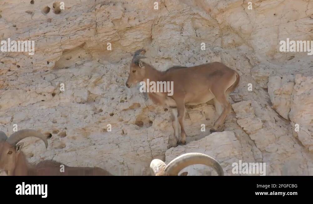 Species of wild goat Stock Videos & Footage - HD and 4K Video Clips - Alamy