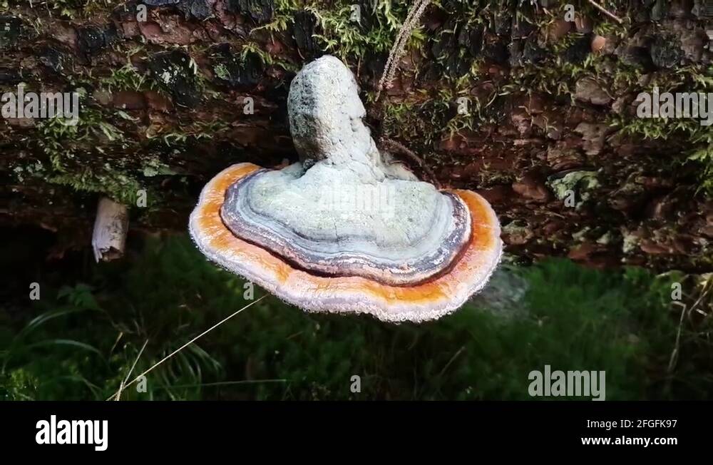 Dead tree fern trunk Stock Videos & Footage HD and 4K Video Clips Alamy