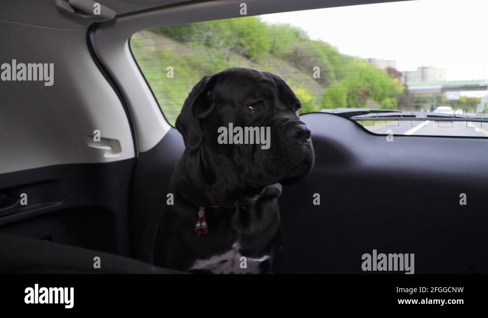 Cane corso in car Stock Videos & Footage HD and 4K Video Clips Alamy