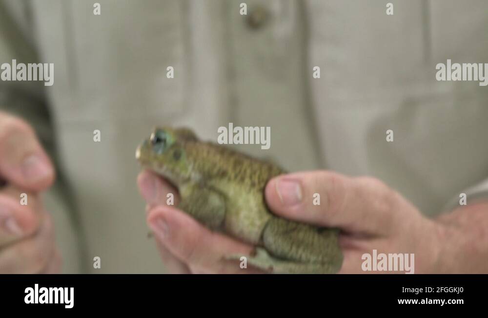 Amphibian in hand Stock Videos & Footage - HD and 4K Video Clips - Alamy