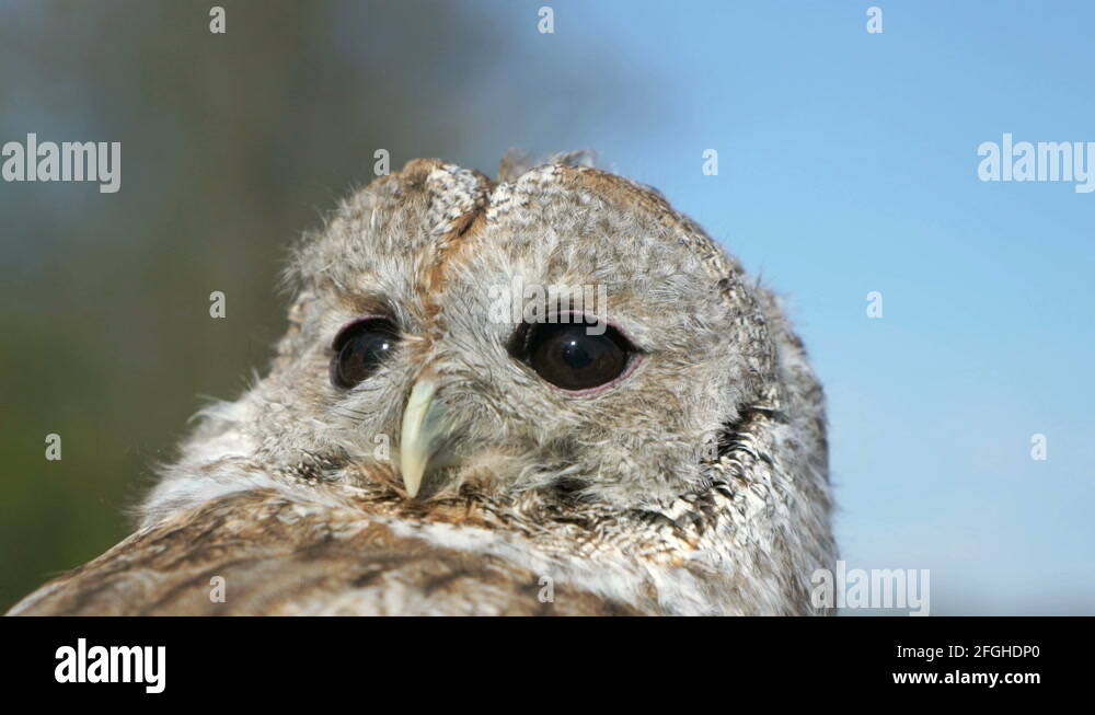 Attractive owl Stock Videos & Footage HD and 4K Video Clips Alamy