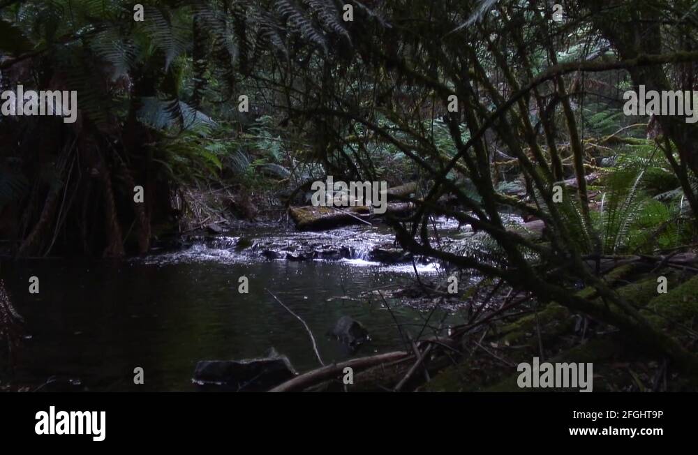 River flows through Tasmanias temperate rainforests Stock Video Footage 