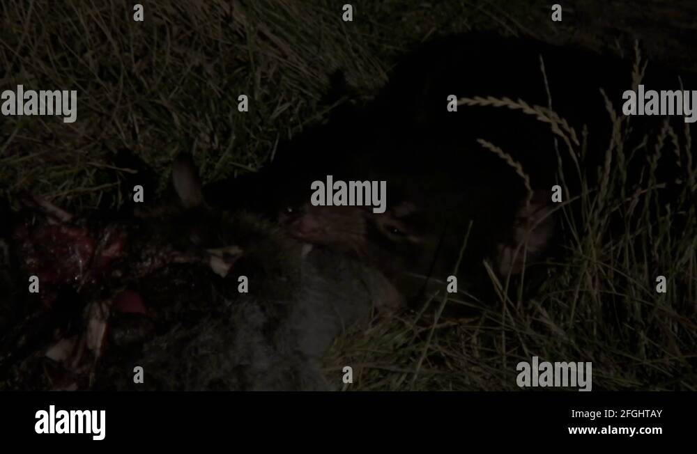 Tasmanian Devil eat on kangaroo carcass in the night Stock Video