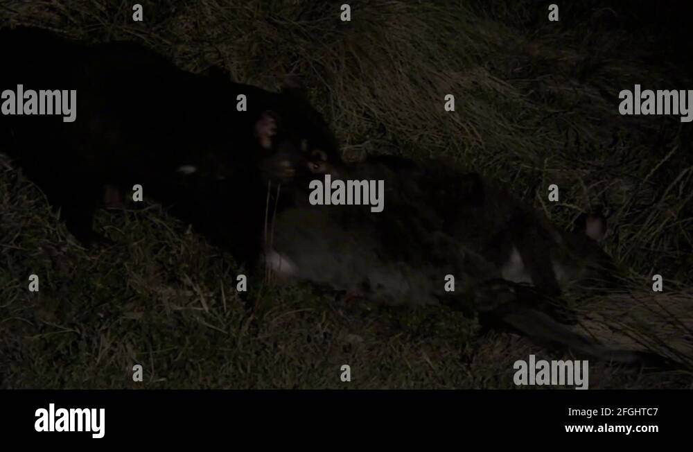 Tasmanian Devil eat on kangaroo carcass in the night Stock Video