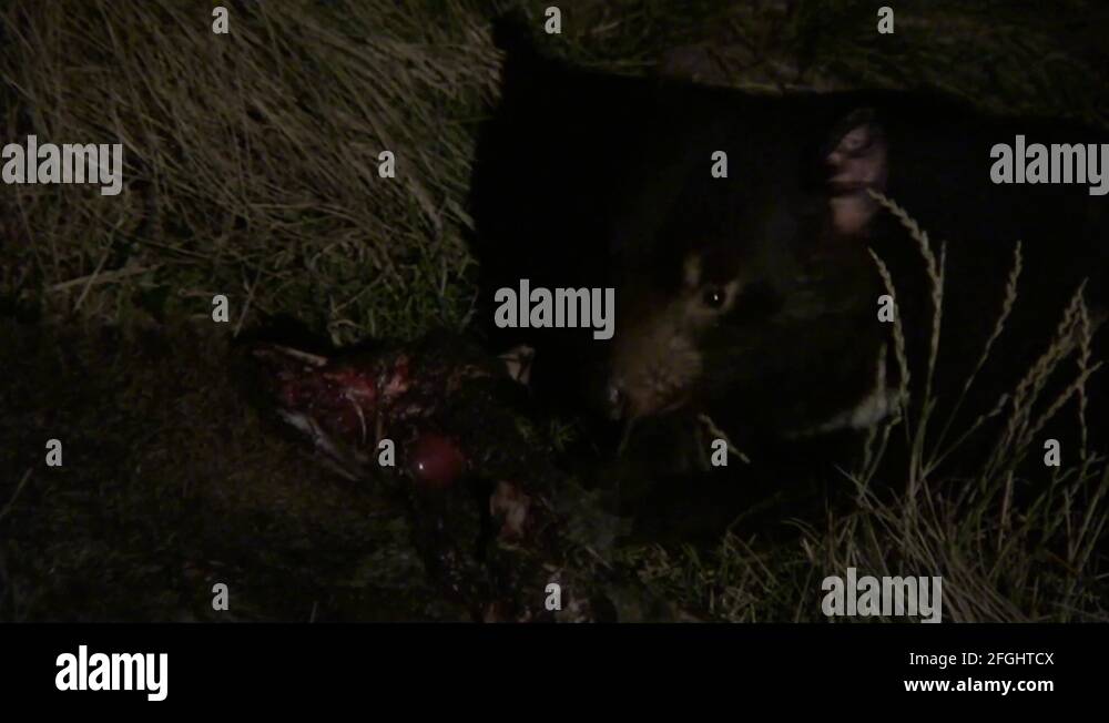 Tasmanian Devil eat on kangaroo carcass in the night Stock Video