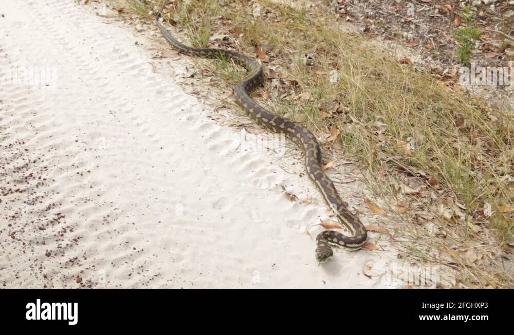 Australia sand snake Stock Videos & Footage - HD and 4K Video Clips - Alamy