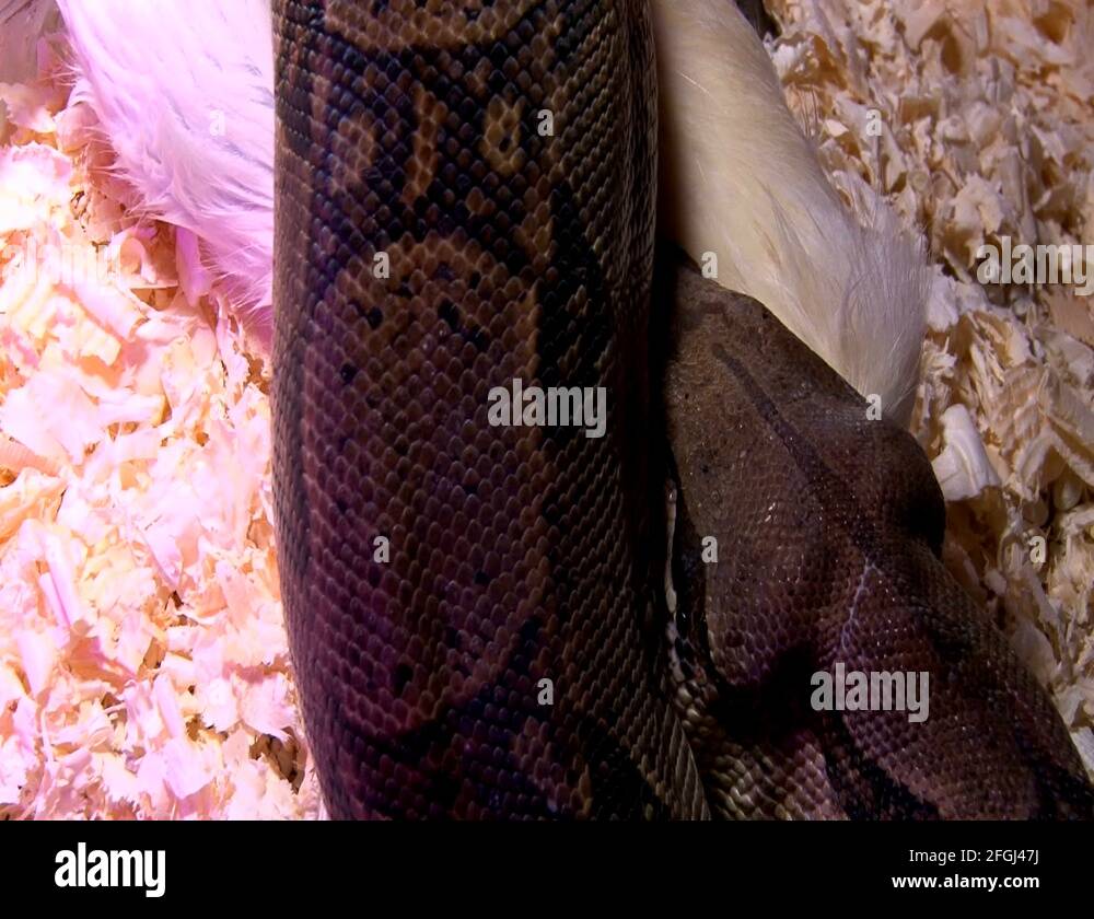 Fur boa Stock Videos & Footage HD and 4K Video Clips Alamy