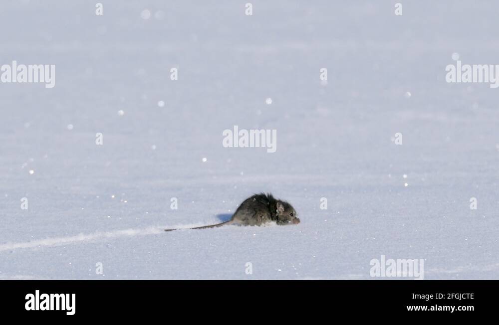 Running sparkling Stock Videos & Footage HD and 4K Video Clips Alamy