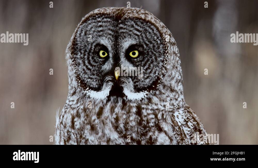 Blurred owl Stock Videos & Footage HD and 4K Video Clips Alamy