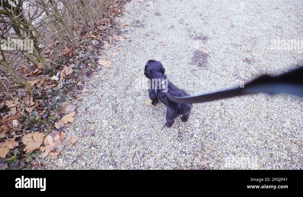 Small dog take a pee in bush and starts digging sand around 4K Stock