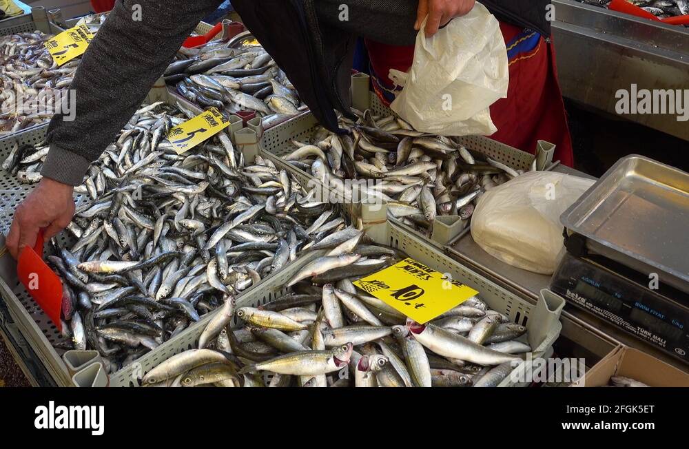 Turkey scale Stock Videos & Footage HD and 4K Video Clips Alamy