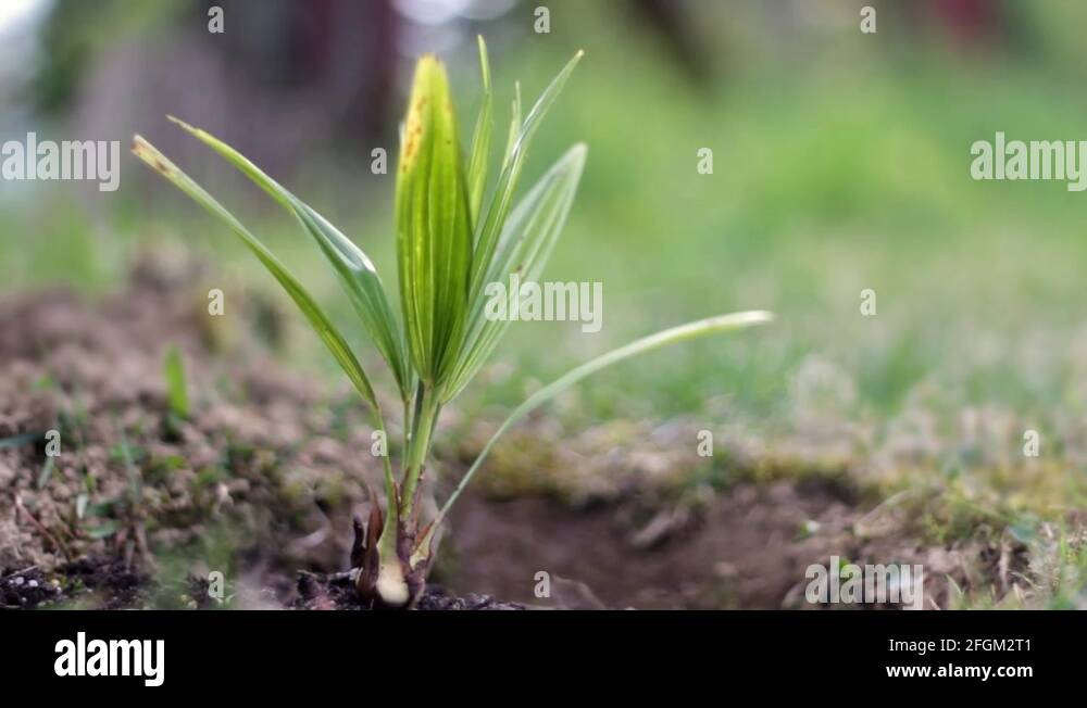 A young baby palm tree recently planted in landscaping area in yard