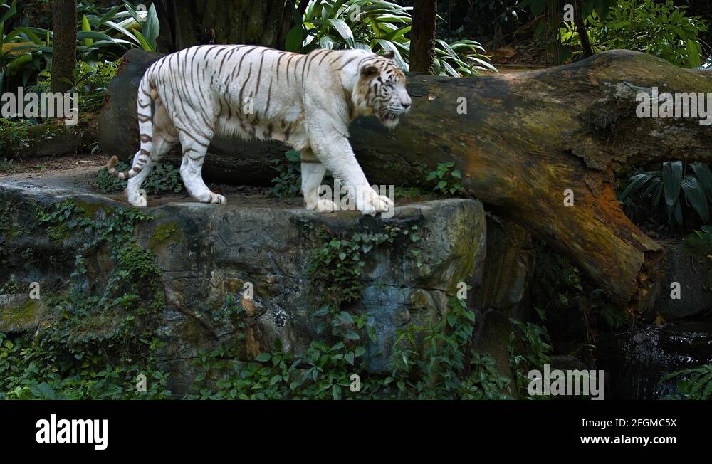 Pacing tiger Stock Videos & Footage - HD and 4K Video Clips - Alamy