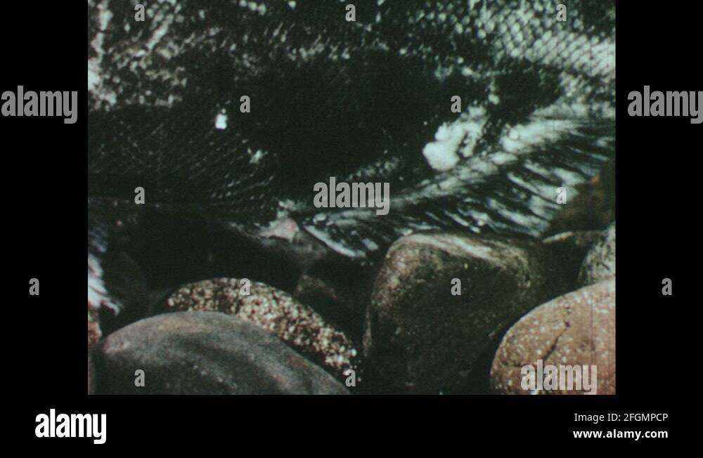 UNITED STATES 1960s salmon lays eggs. Salmon eggs fall onto riverbed