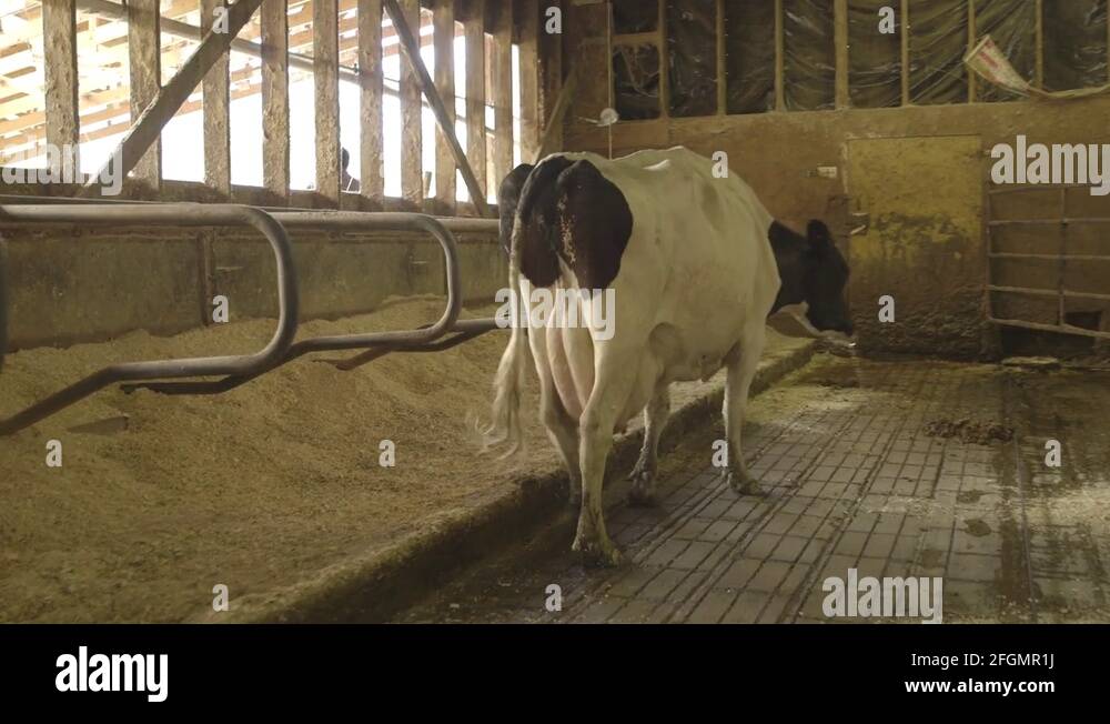 Udder milk cow Stock Videos & Footage - HD and 4K Video Clips - Alamy