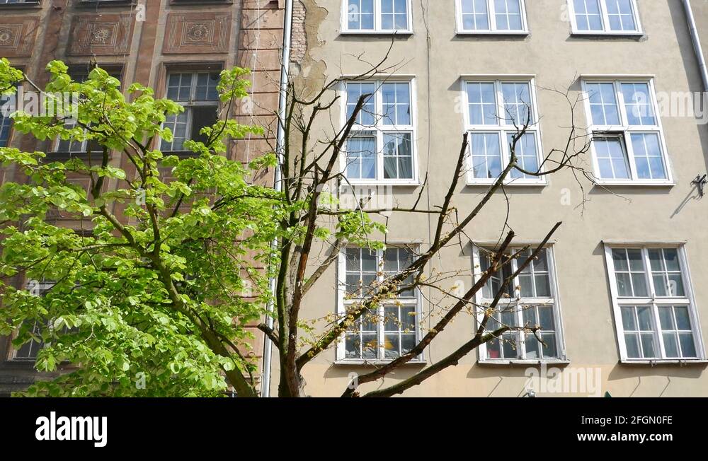 Dead tree alive tree Stock Videos & Footage HD and 4K Video Clips Alamy