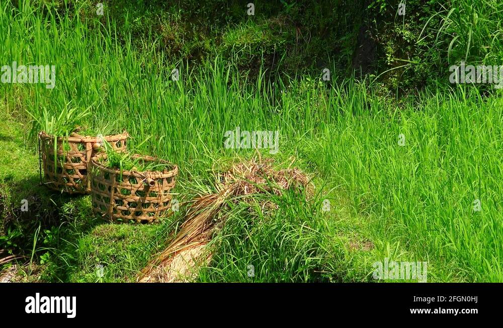 Straw harvest baskets filled with cut rice plants and farmer harvesting