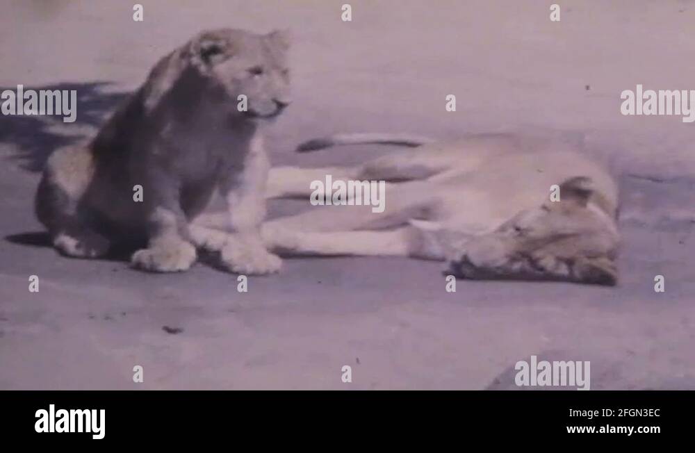 Vintage zoo animals Stock Videos & Footage HD and 4K Video Clips Alamy