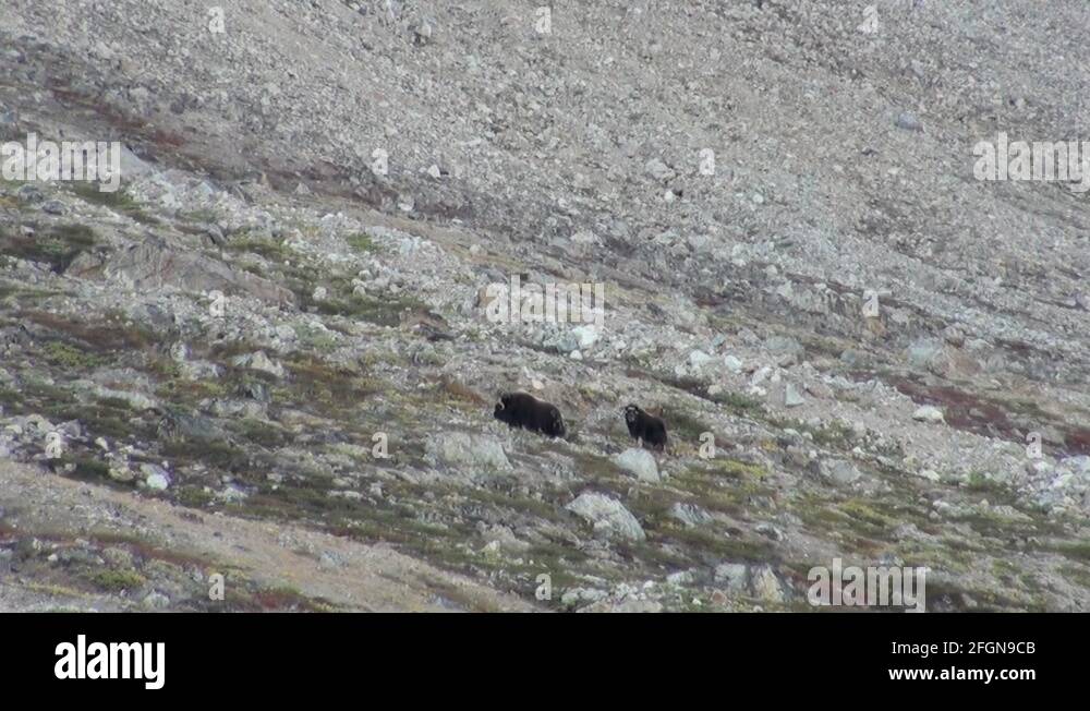 Arctic musk ox Stock Videos & Footage Biology Diagrams
