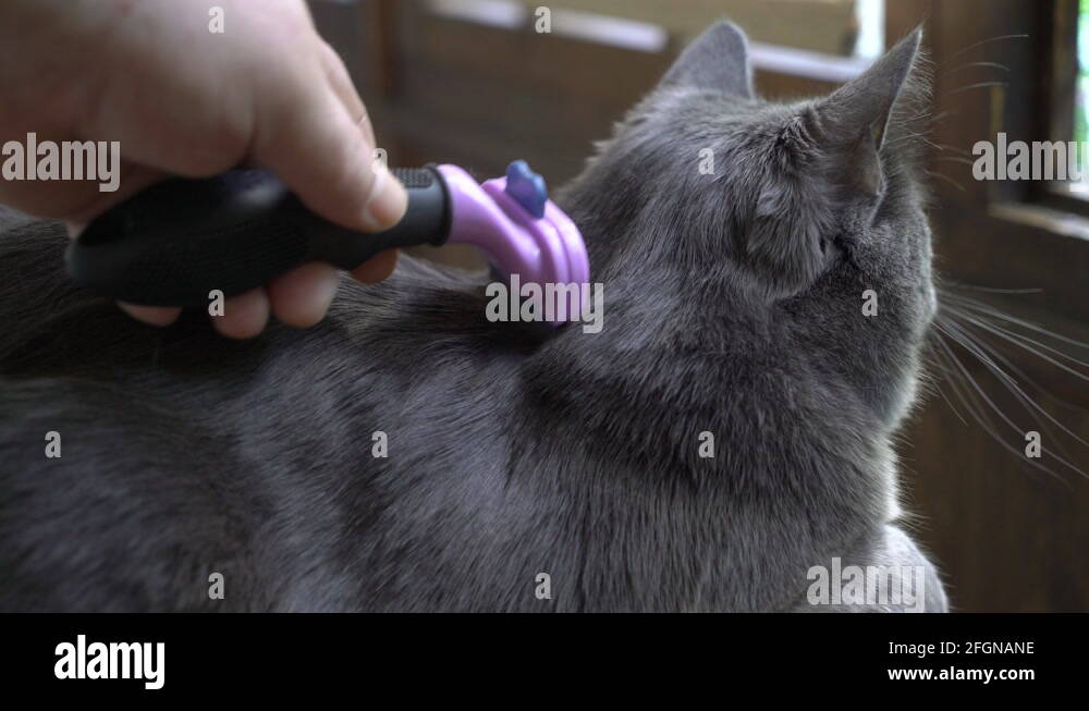 Brushing cat Stock Videos & Footage HD and 4K Video Clips Alamy