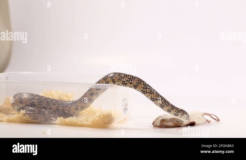 Species of rat snake Stock Videos & Footage HD and 4K Video Clips Alamy